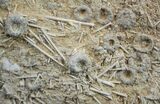 Multiple Fossil Urchin Plate - Acrosalenia Hemicidaroides #2113-1